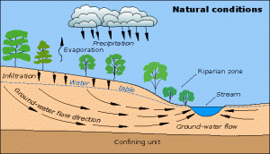 Forest and Wwater cycle